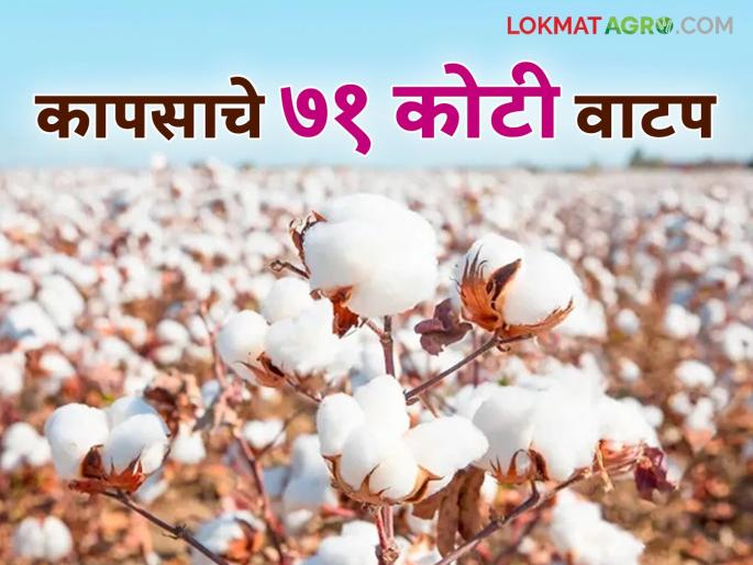 Rs 71 crore 17 lakh distributed to farmers for cotton purchase at CCI centers in Gangapur taluka | गंगापूर तालुक्यात सीसीआय केंद्रांवर कापूस खरेदी पोटी शेतकऱ्यांना ७१ कोटी १७ लाख रुपये वितरित Rs 71 crore 17 lakh distributed to farmers for cotton purchase at CCI centers in Gangapur taluka | गंगापूर तालुक्यात सीसीआय केंद्रांवर कापूस खरेदी पोटी शेतकऱ्यांना ७१ कोटी १७ लाख रुपये वितरित