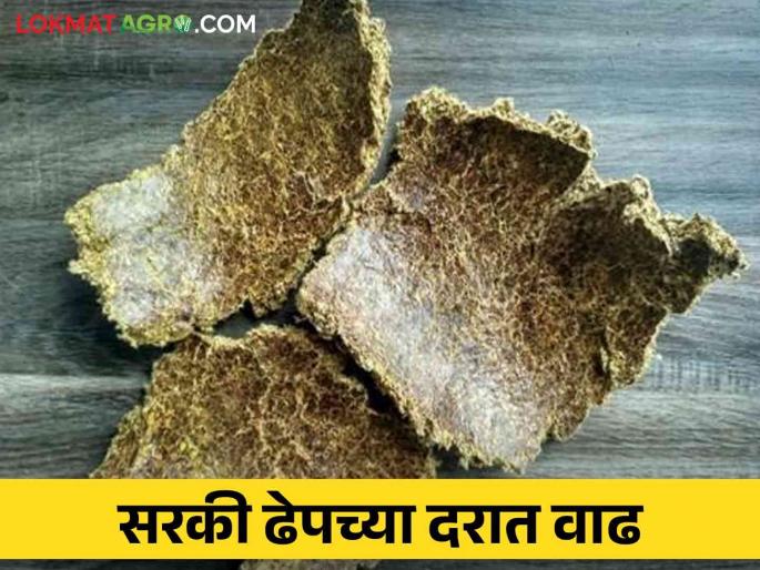 Market Update: Sarki Dhep's price reaches high; Sorghum, Maize, Gram along with gold and silver prices rise | Market Update : सरकी ढेपच्या भावाने गाठला उच्चांक; ज्वारी, मका, हरभऱ्यासह सोने-चांदीच्या दरांत तेजी