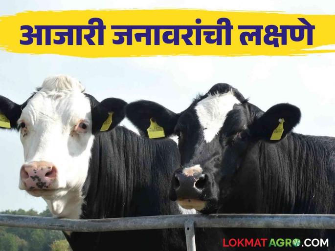 Animal Care: Now identify sick animals instantly; Save time with financial benefits | Animal Care : आता आजारी जनावरे ओळखा झटपट; आर्थिक फायद्यासह होईल वेळीची बचत