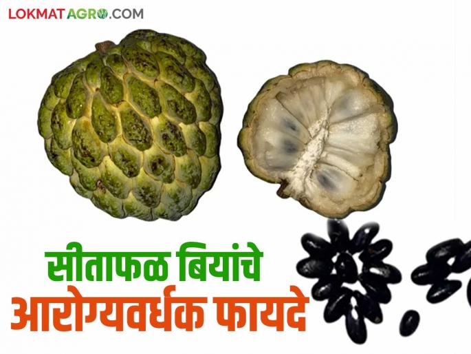 Now, don't throw away the seeds after eating custard apple! These are the health benefits of custard apple seeds | आता सीताफळ खाल्ल्यावर बी फेकून देऊ नका बरं! 'हे' आहेत सीताफळ बियांचे आरोग्यदायी फायदे