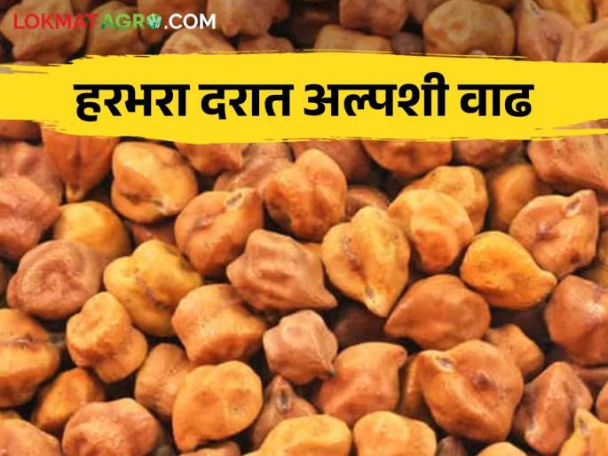 Harbhara Market: Latur Market Committee Harbhara Inflow Decreased; A small increase in prices | Harbhara Market : लातूर बाजार समिती हरभऱ्याची आवक घटली; भावात अल्पशी वाढ Harbhara Market: Latur Market Committee Harbhara Inflow Decreased; A small increase in prices | Harbhara Market : लातूर बाजार समिती हरभऱ्याची आवक घटली; भावात अल्पशी वाढ