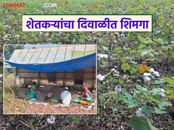 Cotton, onion, and corn farmers are in a hurry for Diwali; Prices of cotton and onion also fell in the market | कापूस, कांदा, मका उत्पादक शेतकऱ्यांचा दिवाळीत शिमगा; बाजारात कांद्यासह कापसाचेही दर पडले