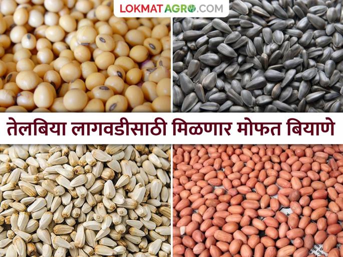 Oil Seed Production: Oilseed seeds will be available free of cost for 10 lakh hectares every year; Union Agriculture Minister Shivraj Singh Chouhan | Oil Seed Production : दरवर्षी १० लाख हेक्टरसाठी मोफत मिळणार तेलबिया बियाणे; केंद्रीय कृषिमंत्री शिवराजसिंह चौहान Oil Seed Production: Oilseed seeds will be available free of cost for 10 lakh hectares every year; Union Agriculture Minister Shivraj Singh Chouhan | Oil Seed Production : दरवर्षी १० लाख हेक्टरसाठी मोफत मिळणार तेलबिया बियाणे; केंद्रीय कृषिमंत्री शिवराजसिंह चौहान