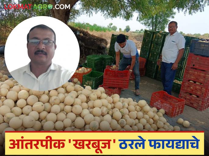 Anilrao got a big boost from his empty field; Intercropping with papaya made him rich with musk melon | अनिलरावांना रिकाम्या शेताने दिला मोठा आधार; पपईतील आंतरपीक खरबुजने केले मालामाल Anilrao got a big boost from his empty field; Intercropping with papaya made him rich with musk melon | अनिलरावांना रिकाम्या शेताने दिला मोठा आधार; पपईतील आंतरपीक खरबुजने केले मालामाल