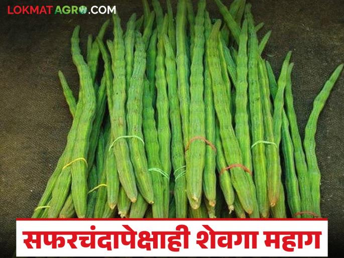State's vegetable market booms; Guar, okra, dodka, flower, shevga cross 100 | राज्याच्या भाजीपाला बाजारात तेजी; गवार, भेंडी, दोडका, फ्लॉवर, शेवगा शंभरी पार State's vegetable market booms; Guar, okra, dodka, flower, shevga cross 100 | राज्याच्या भाजीपाला बाजारात तेजी; गवार, भेंडी, दोडका, फ्लॉवर, शेवगा शंभरी पार