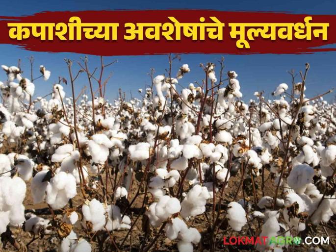 Is the price of cotton low? Then get 'as' from the cotton residue for more profit | कापसाला दर कमी आहे ना? मग कपाशीच्या अवशेषांपासून 'असा' मिळवा अधिकचा नफा Is the price of cotton low? Then get 'as' from the cotton residue for more profit | कापसाला दर कमी आहे ना? मग कपाशीच्या अवशेषांपासून 'असा' मिळवा अधिकचा नफा
