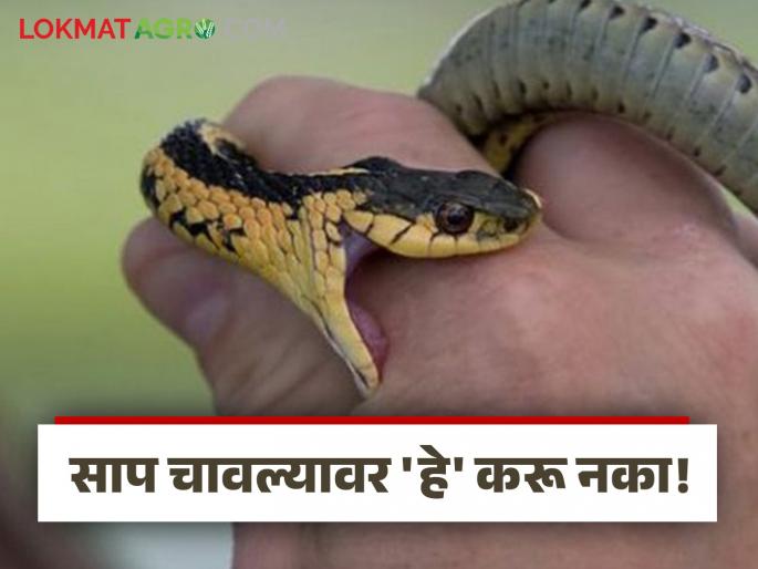 What to avoid and what to do in case of snakebite? Everyone should know life-saving information | सर्पदंश झाल्यास काय टाळावे अन् काय करावे? जीव वाचवणारी माहिती प्रत्येकाने जाणून घ्या