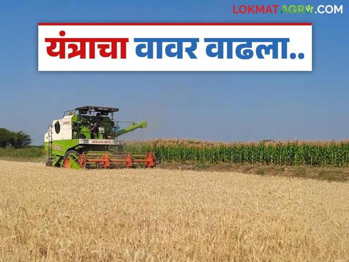 Wheat arrives in your hands within an hour; Harvester activity increases due to labor problems | तासाभरात गहू येतो हातात; मजुरांच्या समस्येपुढे हार्वेस्टरचा वावर वाढला Wheat arrives in your hands within an hour; Harvester activity increases due to labor problems | तासाभरात गहू येतो हातात; मजुरांच्या समस्येपुढे हार्वेस्टरचा वावर वाढला