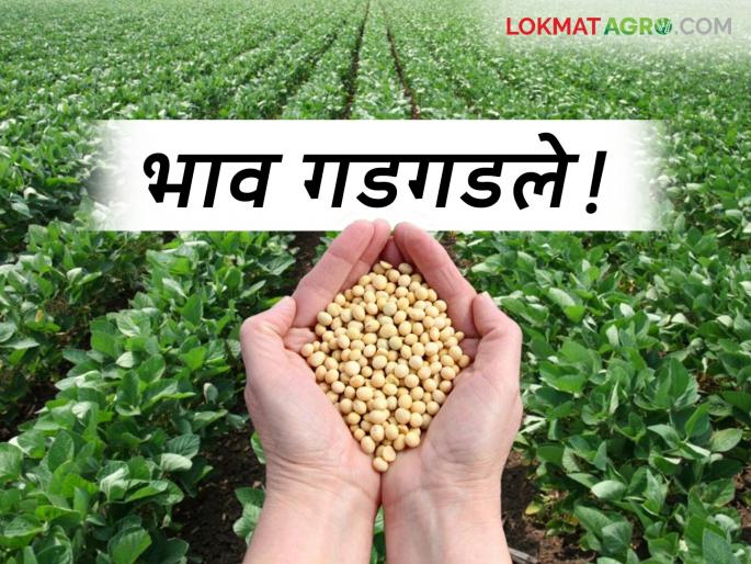Soybean Market Rate: The effect of stopping purchases at the guaranteed price; Soybean prices plummeted | Soybean Market Rate : हमीदराने खरेदी बंद झाल्याचा परिणाम; सोयाबीनचे दर गडगडले Soybean Market Rate: The effect of stopping purchases at the guaranteed price; Soybean prices plummeted | Soybean Market Rate : हमीदराने खरेदी बंद झाल्याचा परिणाम; सोयाबीनचे दर गडगडले