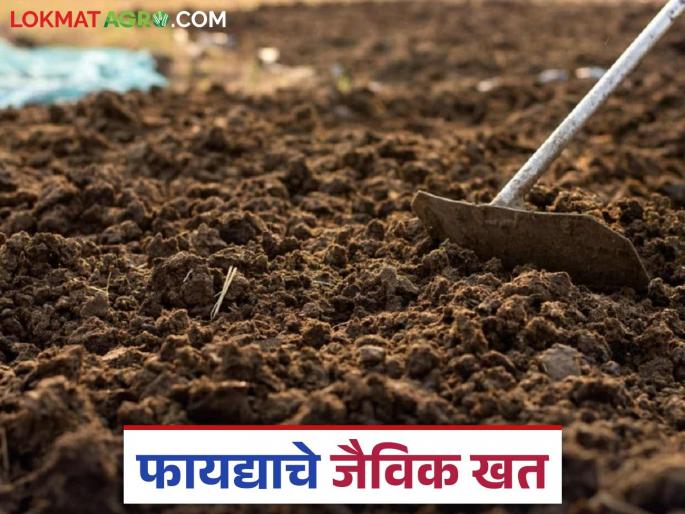 Farmers once again prefer cow dung fertilizer due to the steep rise in the price of chemical fertilizers. | रासायनिक खतांच्या किमतीत भरमसाट वाढ झाल्याने पुन्हा एकदा शेणखताला शेतकऱ्यांची पसंती Farmers once again prefer cow dung fertilizer due to the steep rise in the price of chemical fertilizers. | रासायनिक खतांच्या किमतीत भरमसाट वाढ झाल्याने पुन्हा एकदा शेणखताला शेतकऱ्यांची पसंती