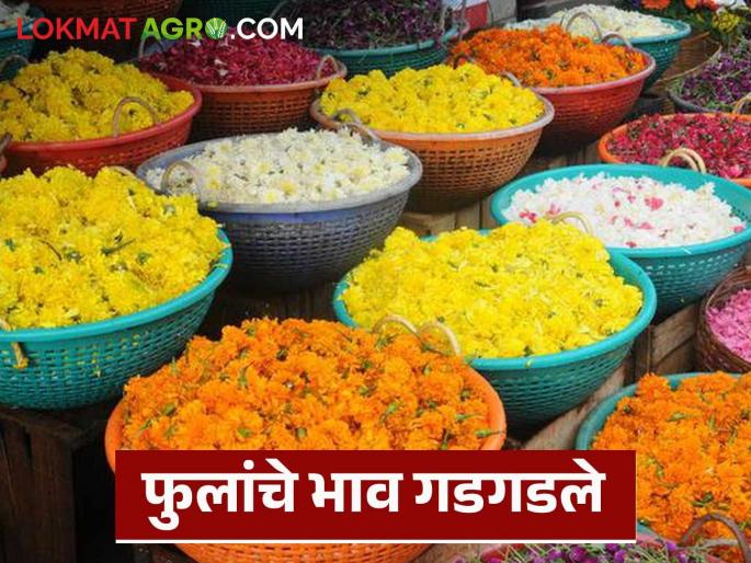 Prices of all flowers have plummeted, producers are unhappy; Farmers are unable to cover even the transportation and harvesting expenses | सर्व फुलांचे भाव गडगडले, उत्पादकांत नाराजी; शेतकऱ्यांचा वाहतूक-तोडणीचाही खर्च निघेना