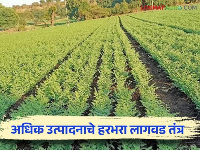 Use belt system for gram crop in Rabi season and increase yield; Agriculture Department appeal to farmers | रबी हंगामात हरभरा पिकासाठी पट्टा पद्धतीचा वापर करा अन् उत्पादन वाढवा; कृषी विभागाचे शेतकऱ्यांना आवाहन Use belt system for gram crop in Rabi season and increase yield; Agriculture Department appeal to farmers | रबी हंगामात हरभरा पिकासाठी पट्टा पद्धतीचा वापर करा अन् उत्पादन वाढवा; कृषी विभागाचे शेतकऱ्यांना आवाहन