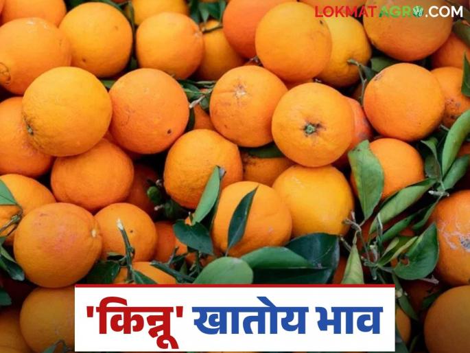 Fruits Market: 'Kinnu' arriving from Punjab is eating up the price | Fruits Market : पंजाबमधून आवक होत असलेला 'किन्नू' खातोय भाव Fruits Market: 'Kinnu' arriving from Punjab is eating up the price | Fruits Market : पंजाबमधून आवक होत असलेला 'किन्नू' खातोय भाव
