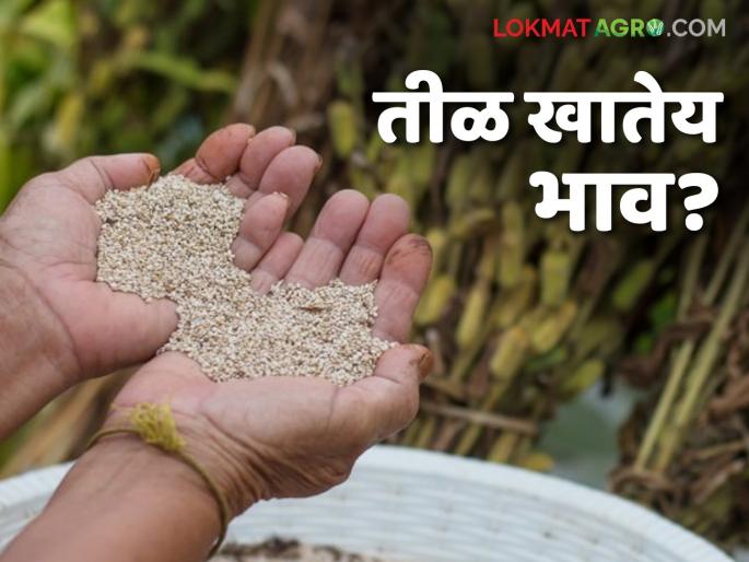 This summer season's sesame seeds have entered the market; Read what the prices are. | यंदाच्या उन्हाळी हंगामातील तीळ बाजारात दाखल; वाचा काय मिळतोय दर