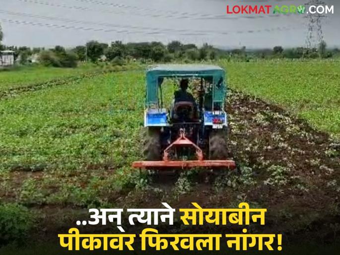 Dreams shattered by the whims of nature; Hingoli farmer ploughs into soybean crop | निसर्गाच्या लहरीपणाच्या फटक्याने स्वप्न उध्वस्त; हिंगोलीतील शेतकऱ्याचा सोयाबीन पीकावर नांगर