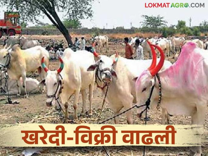 A pair of bulls is fetching a price of lakhs; Buying and selling has increased in the animal market | बैलजोडीला मिळतोय लाखोंचा दर; जनावरांच्या बाजारात खरेदी विक्री वाढली A pair of bulls is fetching a price of lakhs; Buying and selling has increased in the animal market | बैलजोडीला मिळतोय लाखोंचा दर; जनावरांच्या बाजारात खरेदी विक्री वाढली