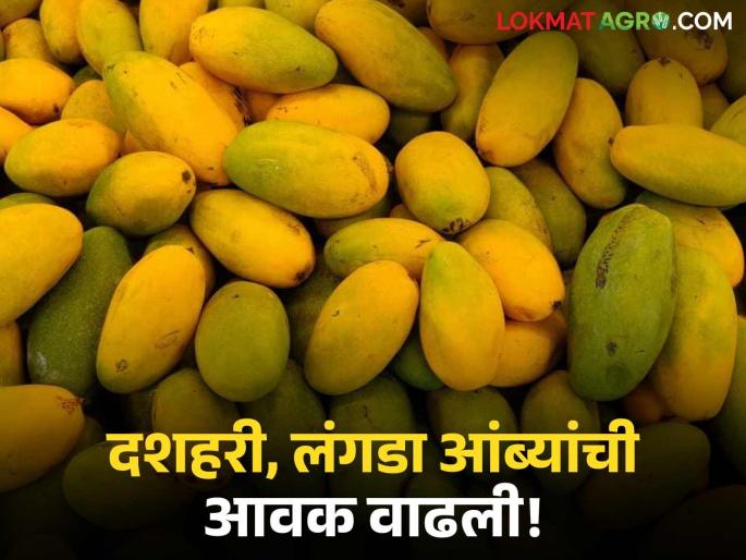 Dussehra, the season of Langda mango has blossomed; Read which mangoes are being eaten by the people | दशहरी, लंगडा आंब्याचा हंगाम बहरला; वाचा कोणता आंबा खातोय भाव Dussehra, the season of Langda mango has blossomed; Read which mangoes are being eaten by the people | दशहरी, लंगडा आंब्याचा हंगाम बहरला; वाचा कोणता आंबा खातोय भाव