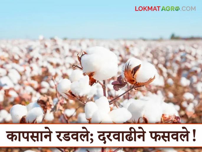 Cotton Market Rate: Price not getting as compared to cost; Cotton farmers worried | Cotton Market Rate : खर्चाच्या तुलनेत मिळेना दर; कापूस उत्पादक शेतकरी चिंतेत Cotton Market Rate: Price not getting as compared to cost; Cotton farmers worried | Cotton Market Rate : खर्चाच्या तुलनेत मिळेना दर; कापूस उत्पादक शेतकरी चिंतेत