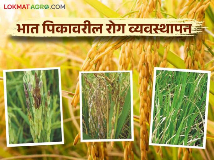 Rice Crop Management: 'Six' Simple Solutions for Rice Crop Disease Management | Rice Crop Management : भात पिकावरील रोग व्यवस्थापनाचे 'सहा' सोपे उपाय
