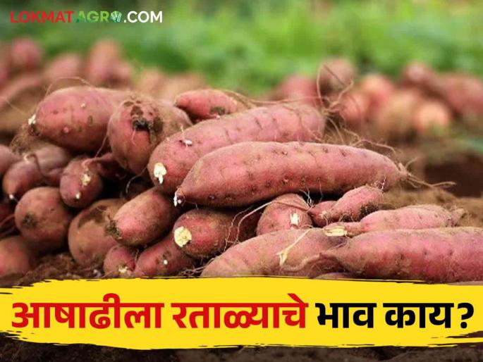 Latest News Ashadhi Ekadashi 2024 how much price of sweet potato per kilo? Know in detail | Ashadhi Ekadashi : आषाढी एकादशी 2024 : रताळ्याला किलोला काय भाव? जाणून घ्या सविस्तर Latest News Ashadhi Ekadashi 2024 how much price of sweet potato per kilo? Know in detail | Ashadhi Ekadashi : आषाढी एकादशी 2024 : रताळ्याला किलोला काय भाव? जाणून घ्या सविस्तर