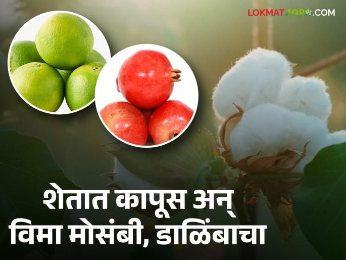 Fruit Crop Insurance: Planted cotton and insured Mosambi, Pomegranate; The exploits of 4 thousand 23 farmers are exposed | Fruit Crop Insurance : लावला कापूस अन् विमा उतरविला मोसंबी, डाळिंबाचा; ४ हजार २३ शेतकऱ्यांचा कारनामा उघडकीस Fruit Crop Insurance: Planted cotton and insured Mosambi, Pomegranate; The exploits of 4 thousand 23 farmers are exposed | Fruit Crop Insurance : लावला कापूस अन् विमा उतरविला मोसंबी, डाळिंबाचा; ४ हजार २३ शेतकऱ्यांचा कारनामा उघडकीस