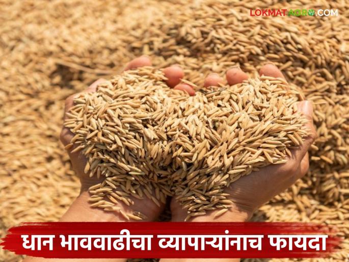 Traders benefit from the increase in paddy prices instead of farmers; farmers, however, continue to suffer losses | धान भाववाढीचा शेतकऱ्यांऐवजी व्यापाऱ्यांना फायदा; शेतकऱ्यांना मात्र सतत सहन करावा लागतोय तोटा Traders benefit from the increase in paddy prices instead of farmers; farmers, however, continue to suffer losses | धान भाववाढीचा शेतकऱ्यांऐवजी व्यापाऱ्यांना फायदा; शेतकऱ्यांना मात्र सतत सहन करावा लागतोय तोटा