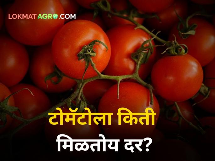 Maharashtra Market yard tomato rates today farmer rain monsoon season flood sowing cultivation tomato | Tomato Rates Today : राज्यातील बाजार समित्यांमध्ये टोमॅटोला किती मिळतोय दर? Maharashtra Market yard tomato rates today farmer rain monsoon season flood sowing cultivation tomato | Tomato Rates Today : राज्यातील बाजार समित्यांमध्ये टोमॅटोला किती मिळतोय दर?