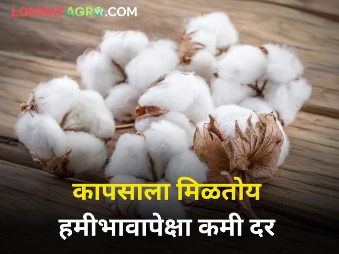 maharashtra agriculture farmer market yard price of cotton lower than the guaranteed price | कापसाला मिळतोय हमीभावापेक्षा कमी दर maharashtra agriculture farmer market yard price of cotton lower than the guaranteed price | कापसाला मिळतोय हमीभावापेक्षा कमी दर