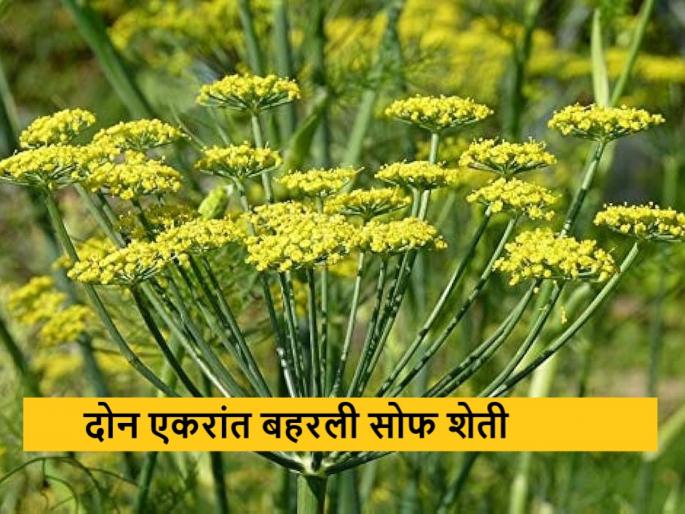 Latest News Sauf farming flourished in two acres in Akola district | गहू, हरभरा पिकांना पर्याय, अकोला जिल्ह्यात दोन एकरांत बहरली सोफ शेती Latest News Sauf farming flourished in two acres in Akola district | गहू, हरभरा पिकांना पर्याय, अकोला जिल्ह्यात दोन एकरांत बहरली सोफ शेती