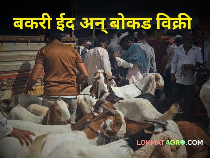Bakri Eid Kurbani Demand for male goats turnover crores the occasion Bakri Eid in market | Bakri Eid Qurbani : कुर्बानीच्या बोकडांना मागणी; बाजारात बकरी ईद निमित्ताने कोट्यावधीची उलाढाल Bakri Eid Kurbani Demand for male goats turnover crores the occasion Bakri Eid in market | Bakri Eid Qurbani : कुर्बानीच्या बोकडांना मागणी; बाजारात बकरी ईद निमित्ताने कोट्यावधीची उलाढाल