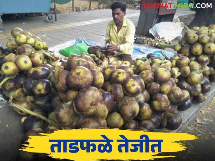 The price of palm trees has increased; read what is the price being paid | ताडफळांचा तोरा वाढला; वाचा काय मिळतोय दर The price of palm trees has increased; read what is the price being paid | ताडफळांचा तोरा वाढला; वाचा काय मिळतोय दर