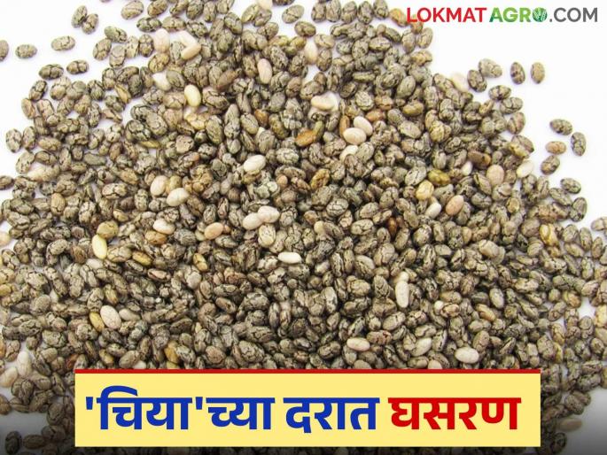 Producer farmers are worried due to the fall in the price of 'Chia'; Read what the price is being paid | 'चिया'च्या दरात घसरण झाल्याने उत्पादक शेतकरी चिंतित; वाचा काय मिळतोय दर Producer farmers are worried due to the fall in the price of 'Chia'; Read what the price is being paid | 'चिया'च्या दरात घसरण झाल्याने उत्पादक शेतकरी चिंतित; वाचा काय मिळतोय दर
