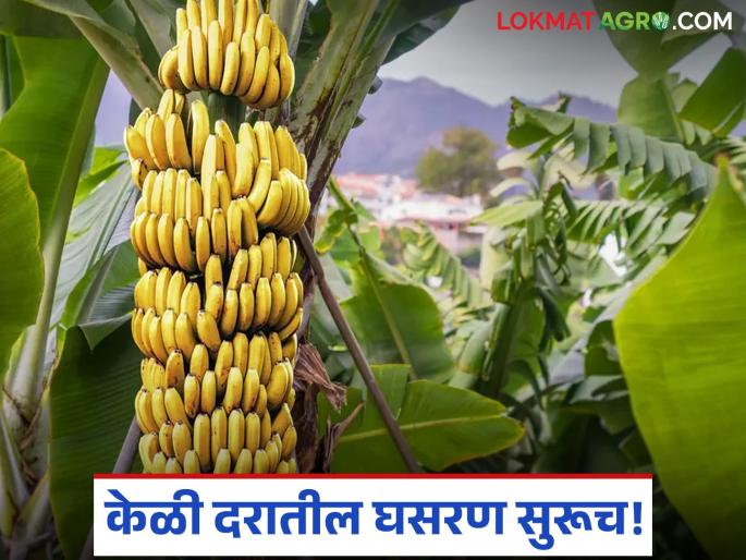 Banana prices continue to fall; Farmers and ripening center operators who grow bananas are also confused | केळी दरातील घसरण सुरूच; शेतकऱ्यांसह केळी पिकविणारे रायपनिंग सेंटरचालकही चक्रावले Banana prices continue to fall; Farmers and ripening center operators who grow bananas are also confused | केळी दरातील घसरण सुरूच; शेतकऱ्यांसह केळी पिकविणारे रायपनिंग सेंटरचालकही चक्रावले