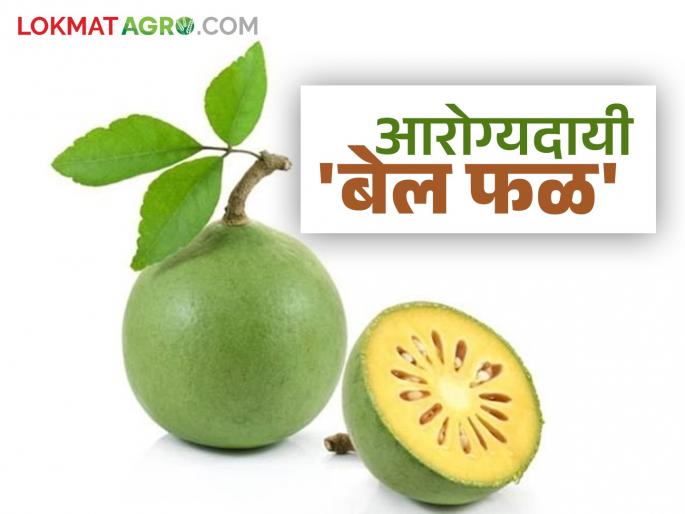 You will also be amazed after reading the health benefits of the medicinal bell fruit. | गुणकारी बेल फळाचे आरोग्यदायी फायदे वाचून तुम्ही देखील व्हाल थक्क You will also be amazed after reading the health benefits of the medicinal bell fruit. | गुणकारी बेल फळाचे आरोग्यदायी फायदे वाचून तुम्ही देखील व्हाल थक्क