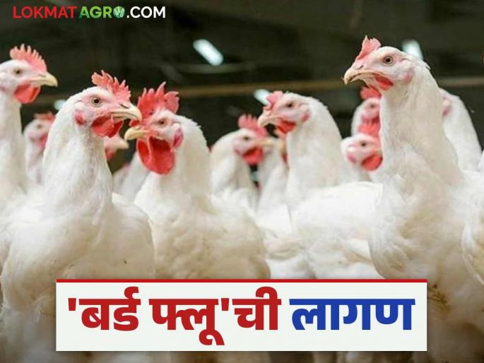 Bird Flu: Four and a half hundred chickens affected by bird flu destroyed; Alert mode in 'this' area of the state | Bird Flu : बर्ड फ्लू ग्रस्त साडेचारशे कोंबड्या केल्या नष्ट; राज्याच्या 'या' परिसरात अलर्ट मोड Bird Flu: Four and a half hundred chickens affected by bird flu destroyed; Alert mode in 'this' area of the state | Bird Flu : बर्ड फ्लू ग्रस्त साडेचारशे कोंबड्या केल्या नष्ट; राज्याच्या 'या' परिसरात अलर्ट मोड