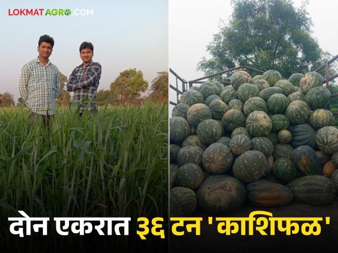 Success Story 36 tons of Kashifal production in two acres; Organic experiments by Nitin and Pankaj Kalbandhe | Success Story दोन एकरात ३६ टन काशिफळ उत्पादन; नितीन व पंकज काळबांधे यांचा सेंद्रिय प्रयोग