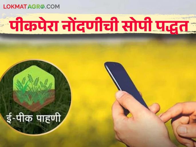 E-Pik Pahani: My farm, my seven-fold; I will record the crop and sowing | E-Pik Pahani : माझी शेती, माझा सातबारा; मीच नोंदविणार पीकपेरा E-Pik Pahani: My farm, my seven-fold; I will record the crop and sowing | E-Pik Pahani : माझी शेती, माझा सातबारा; मीच नोंदविणार पीकपेरा