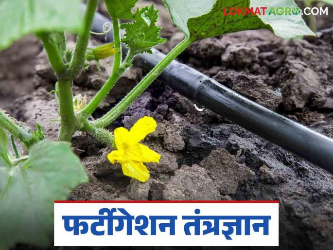 What exactly is fertigation technology used in modern farming? Read in detail | आधुनिक शेती पद्धतीत उपयोगात येत असलेले फर्टिगेशन तंत्रज्ञान म्हणजे नक्की काय? वाचा सविस्तर What exactly is fertigation technology used in modern farming? Read in detail | आधुनिक शेती पद्धतीत उपयोगात येत असलेले फर्टिगेशन तंत्रज्ञान म्हणजे नक्की काय? वाचा सविस्तर