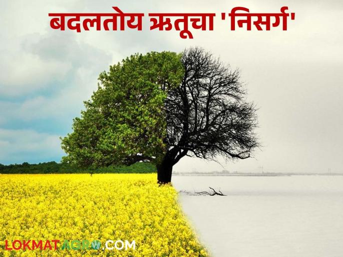 Changes in seasons and our role; What can we do about changes in nature? | ऋतूंमधील बदल अन् आपली भूमिका; निसर्गाच्या बदलांमध्ये आपण काय करू शकतो? Changes in seasons and our role; What can we do about changes in nature? | ऋतूंमधील बदल अन् आपली भूमिका; निसर्गाच्या बदलांमध्ये आपण काय करू शकतो?