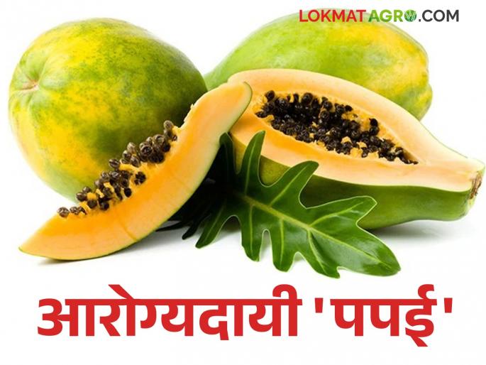 Papaya is beneficial from heart to skin; Read the health benefits of papaya | हृदयापासून त्वचेपर्यंत गुणकारी आहे पपई; वाचा पपईचे आरोग्यदायी फायदे Papaya is beneficial from heart to skin; Read the health benefits of papaya | हृदयापासून त्वचेपर्यंत गुणकारी आहे पपई; वाचा पपईचे आरोग्यदायी फायदे