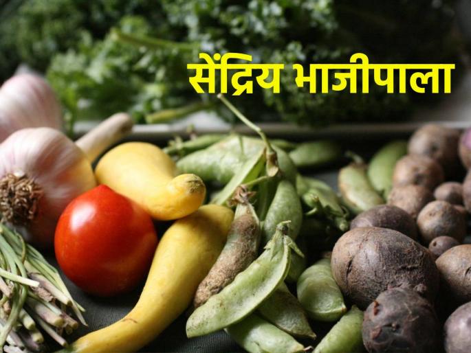 Where to get healthy organic vegetables? | आरोग्य जपणारा सेंद्रिय भाजीपाला मिळतो कुठे? Where to get healthy organic vegetables? | आरोग्य जपणारा सेंद्रिय भाजीपाला मिळतो कुठे?