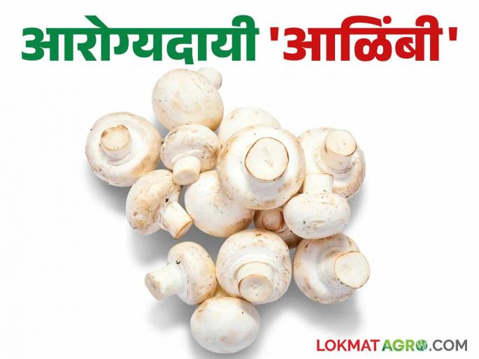 What can I say...! There are so many benefits of eating mushrooms; Read in detail | काय सांगताय...! मशरूम खाण्याने होताहेत इतके सारे फायदे; वाचा सविस्तर What can I say...! There are so many benefits of eating mushrooms; Read in detail | काय सांगताय...! मशरूम खाण्याने होताहेत इतके सारे फायदे; वाचा सविस्तर