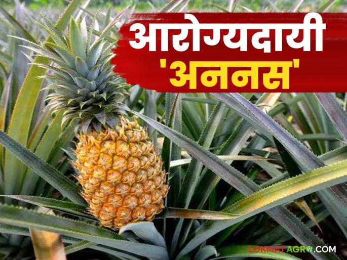 Read the health benefits of the nutritious pineapple, which is perfect for fulfilling various nutrients of the body. | शरीराच्या विविध अन्न घटकांच्या पूर्ततेसाठी परिपूर्ण असलेल्या गुणकारी अनानसाचे वाचा आरोग्यदायी फायदे Read the health benefits of the nutritious pineapple, which is perfect for fulfilling various nutrients of the body. | शरीराच्या विविध अन्न घटकांच्या पूर्ततेसाठी परिपूर्ण असलेल्या गुणकारी अनानसाचे वाचा आरोग्यदायी फायदे
