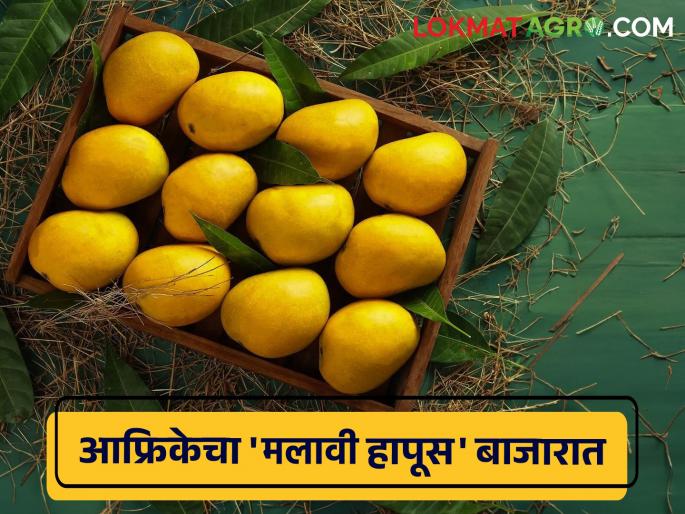 Mango Market Update: Africa's 'Malawi Hapus' enters Kolhapur market; The rate is getting 'as' | Mango Market Update : आफ्रिकेचा 'मलावी हापूस' कोल्हापूर मार्केटमध्ये दाखल; 'असा' मिळतोय दर Mango Market Update: Africa's 'Malawi Hapus' enters Kolhapur market; The rate is getting 'as' | Mango Market Update : आफ्रिकेचा 'मलावी हापूस' कोल्हापूर मार्केटमध्ये दाखल; 'असा' मिळतोय दर