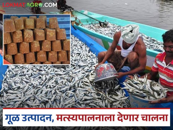 The district administration will give a boost to jaggery production and fish farming for the development of the agricultural sector in this district. | 'या' जिल्ह्यातील कृषी क्षेत्राच्या विकासासाठी जिल्हा प्रशासन गूळ उत्पादन आणि मत्स्यपालनाला देणार चालना