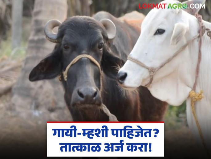 Do you need subsidized milking cows, buffaloes or calabash? Then apply 'here' immediately | अनुदानावर दूध देणाऱ्या गायी-म्हशी किंवा कालवडी पाहिजेत? मग तात्काळ 'येथे' अर्ज करा