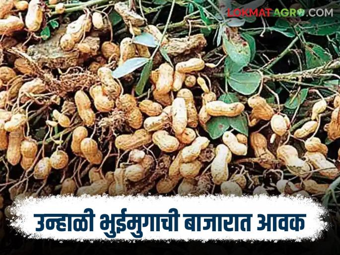 The arrival of summer groundnut pods in the market is increasing; Read what is the price being offered | बाजारात उन्हाळी भुईमुग शेंगांची आवक वाढती; वाचा काय मिळतोय दर