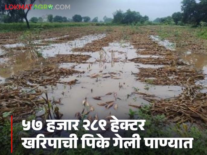 In the last four days, crops of 80,000 farmers on 57,000 hectares in Jalgaon district have been destroyed. | गेल्या चार दिवसांत जळगाव जिल्ह्यातील ८० हजार शेतकऱ्यांची ५७ हजार हेक्टरवरील पिके उद्ध्वस्त