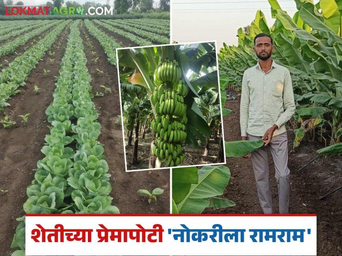 Inspiring farming journey of a BA, D.Ed graduate teacher; Income of nine lakh rupees from cabbage crop in 65 days | बीए, डीएड पदवीधर शिक्षकाचा प्रेरणादायी शेती प्रवास; ६५ दिवसांत कोबी पिकातून नऊ लाख रुपयांचे उत्पन्न Inspiring farming journey of a BA, D.Ed graduate teacher; Income of nine lakh rupees from cabbage crop in 65 days | बीए, डीएड पदवीधर शिक्षकाचा प्रेरणादायी शेती प्रवास; ६५ दिवसांत कोबी पिकातून नऊ लाख रुपयांचे उत्पन्न