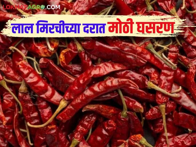 Red Chilli Market: Red chilli brings tears to the eyes of producers; Prices drop drastically | Red Chilli Market : लाल मिरचीने उत्पादकांच्या डोळ्यात अश्रू; दरात कमालीची घसरण Red Chilli Market: Red chilli brings tears to the eyes of producers; Prices drop drastically | Red Chilli Market : लाल मिरचीने उत्पादकांच्या डोळ्यात अश्रू; दरात कमालीची घसरण